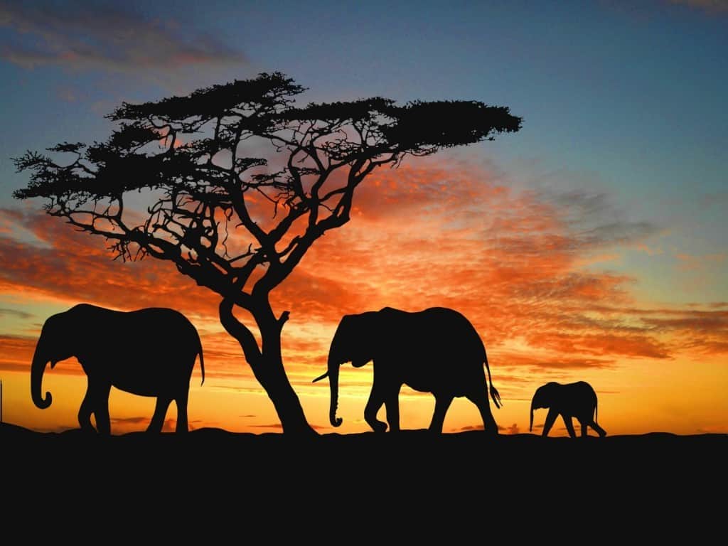 Soñar con elefantes